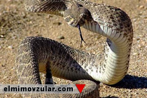  Amerika müdafiə sənayesində əsil gürzələri nümunə götürür