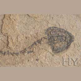  Sölekant (Latimeriya)