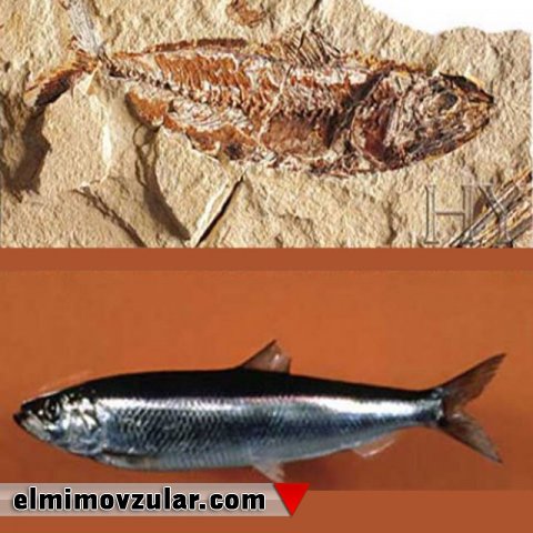 Atlantik siyənəyi
