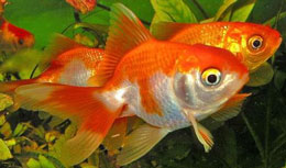 Dəyərli qida mənbəyi – balıq