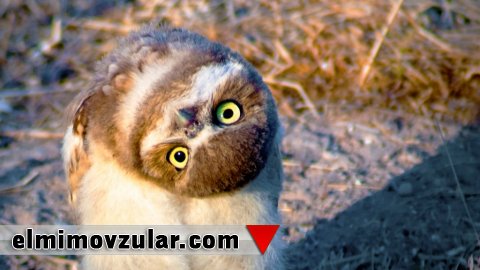 Bayquşlar başlarını tam dairə formasında  necə çevirirlər?