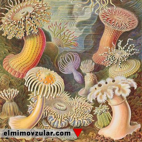 Dəniz güllərinin zəhərli mərmiləri