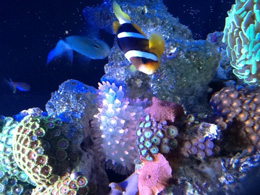 Dəniz güllərinin zəhərli mərmiləri 