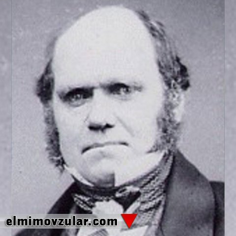 İnsanlar “əcdadımız xurma idi” iddiasına aldanmazlar