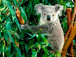 Koalanın tibbi məlumatı