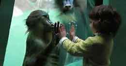 Meymun və insan geninin 99 % oxşarlıq təşkil etdiyi və bunun təkamül nəzəriyyəsini sübut etdiyi iddiası nə üçün doğru deyil?