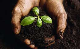 Mineralı tanımasaydınız palçıqlı, böcəkli bir torpaqdan onu ayıra bilərdinizmi?