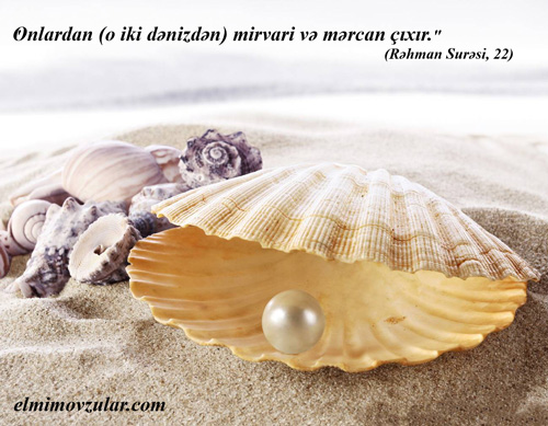 Dənizlərdəki gözqamaşdıran cəvahirat: mirvarilər 