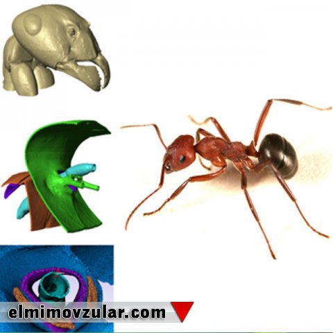 Öz ağırlıqlarının 5000 misli qədər yük daşıya bilən qarışqalar