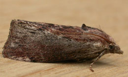 Dünyanın eşitmə qabiliyyəti ən güclü olan canlısı: Pətək güvəsi