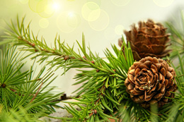 100 milyon ildən çoxdur, qozalı ağaclar eyni genetik məlumata sahibdir 