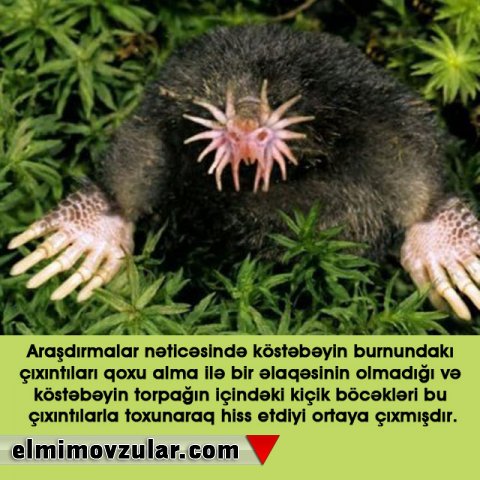 Təəccüblü köstəbək burnu