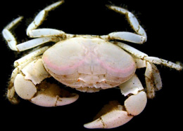 400 dərəcə isti suları hiss edən xərçəng gözü 